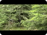 Caribou Fight 1